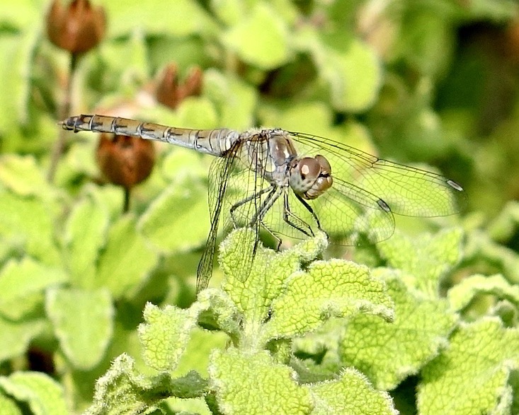 common darter